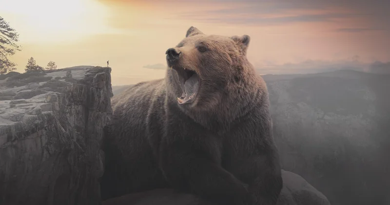 Ours, wapitis et autres rencontres : les protocoles qui sauvent